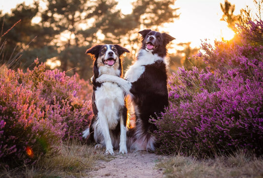 A Beginner's Guide to Making Your Dog a Stud