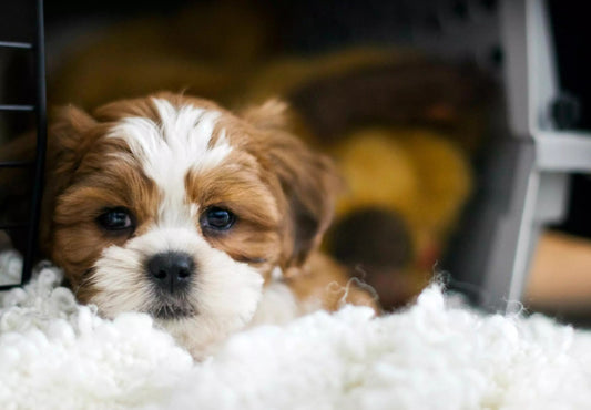 So Your Puppy Whines in the Crate - Here’s How to Fix It