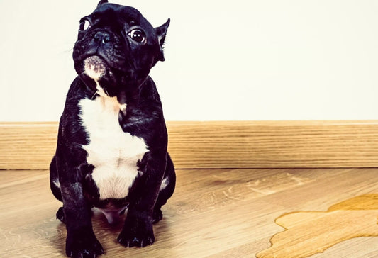 5 Puppy Potty Training Mistakes To Avoid&nbsp;